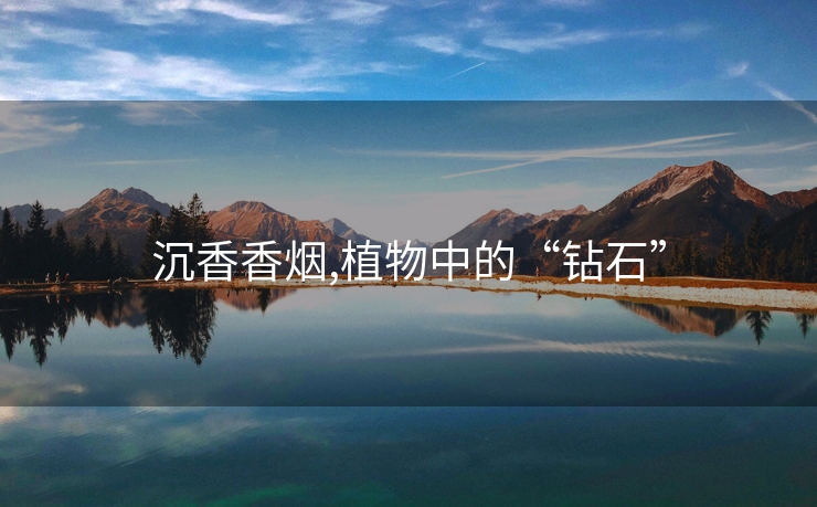 沉香香烟,植物中的“钻石”